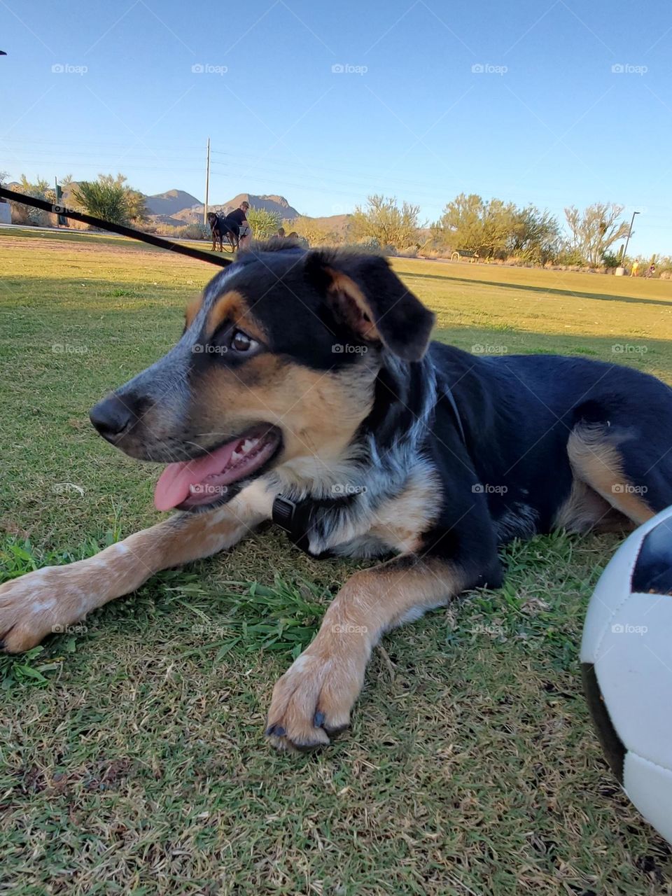 A Texas Heeler puppy enjoys himself at the park with a soccer ball 🙂