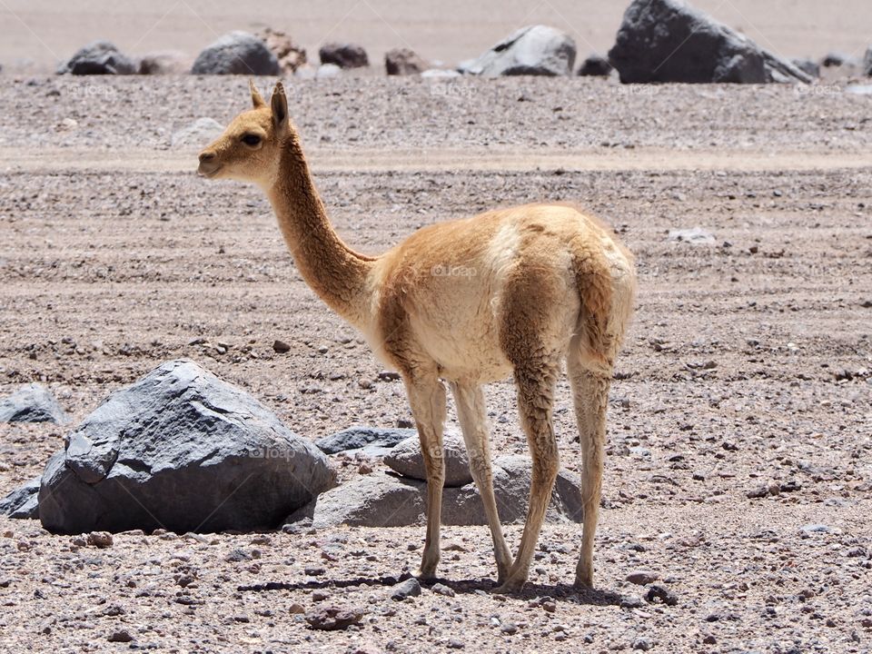 A cute vicuña seemingly smiles as it wanders the Atacama Desert