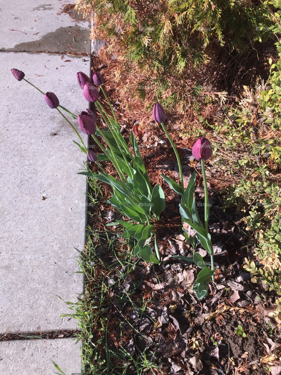 Purple Tulips After Snow