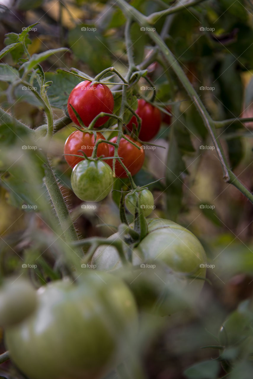 It takes some time, but with water and care all the green tomatoes will start to turn red and be ready to eat and enjoy