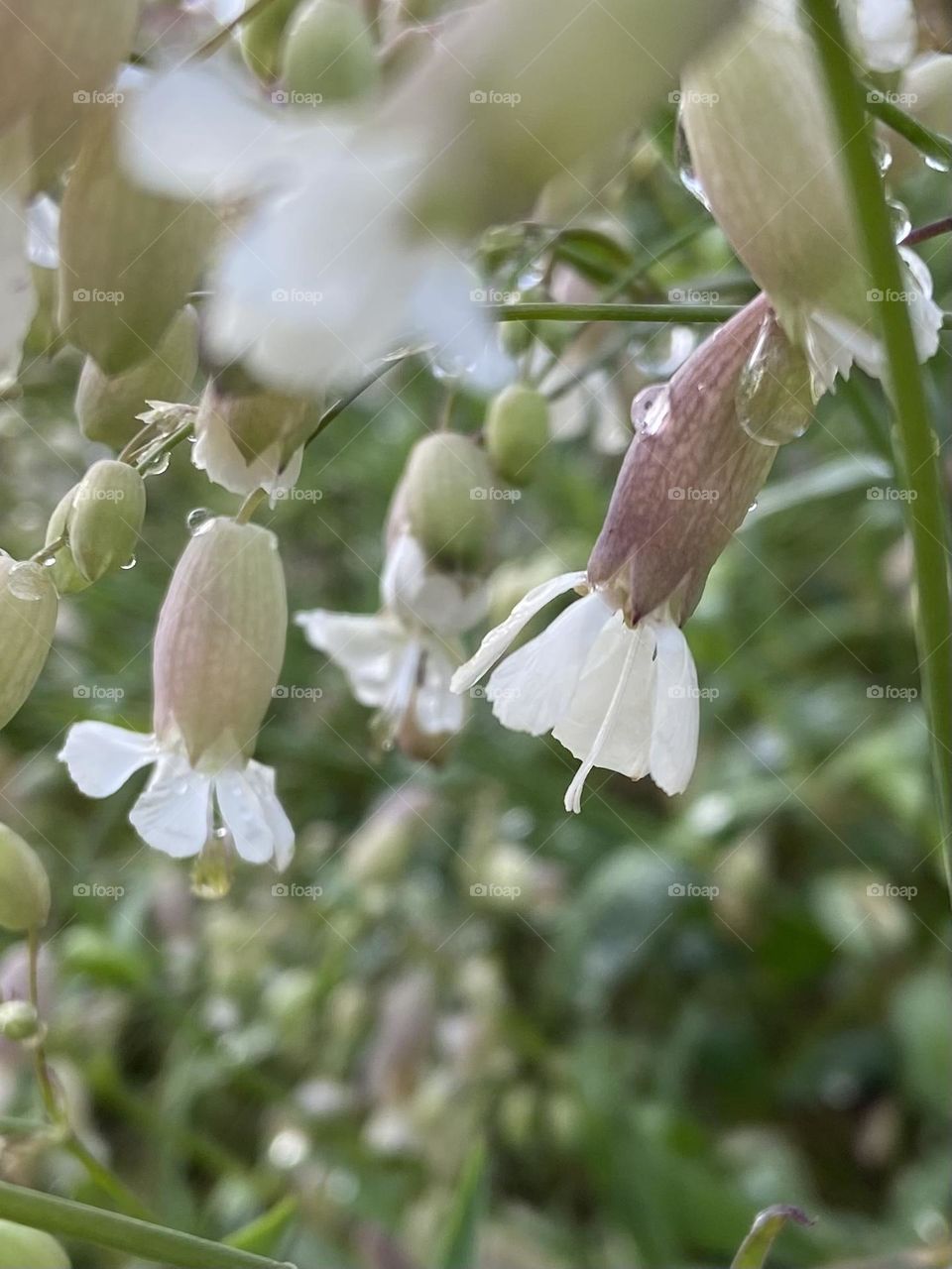 Morning dew drops on small spring flowers.