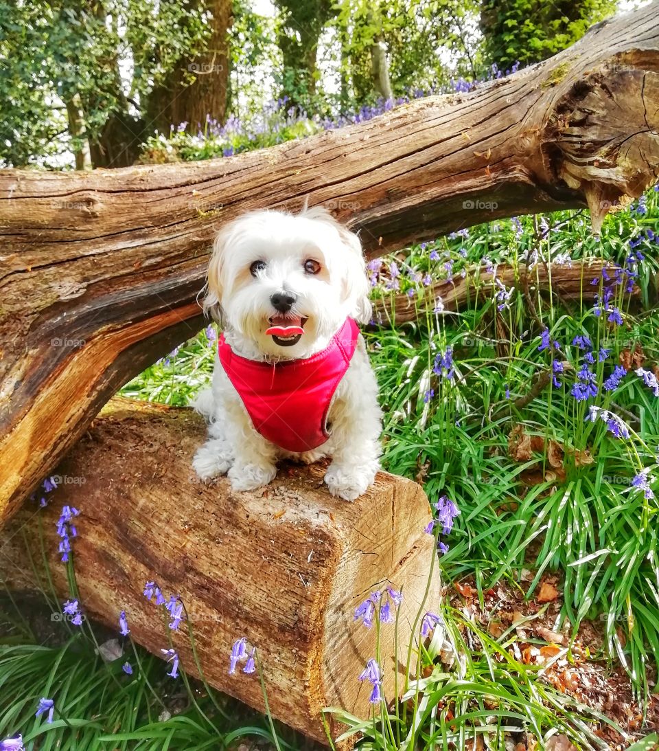 A very cute dog sitting on a tree stump smiling tongue out feeling very happy to be outside. Pet family member.