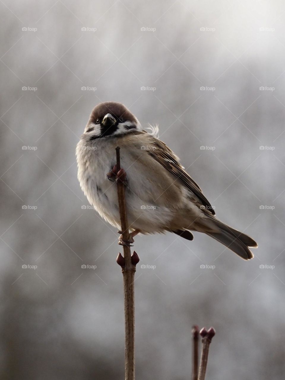 Sparrow