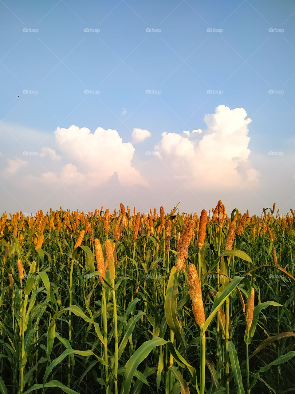 Millet growing on the backdrop of the sky