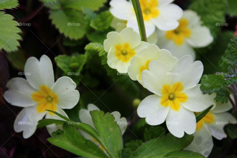 Wild primroses