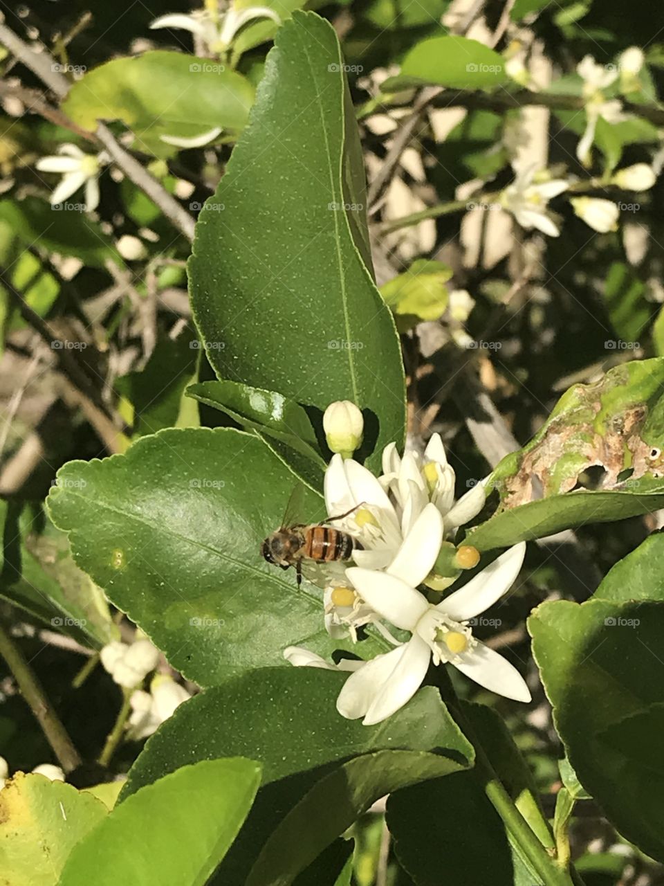 Bees pollinating a lime tree 🌳