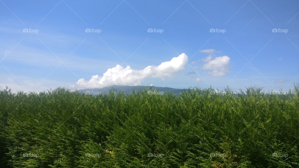 Peaceful nature : Green and blue Sky with beautiful Sky