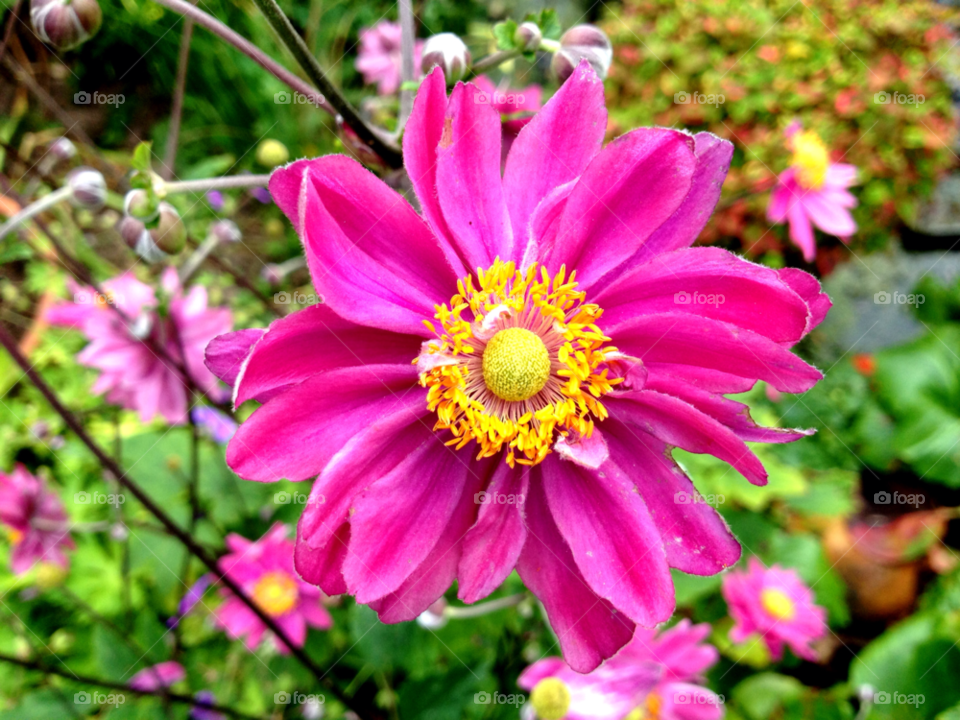 pretty pink flower yellow centre by Ros