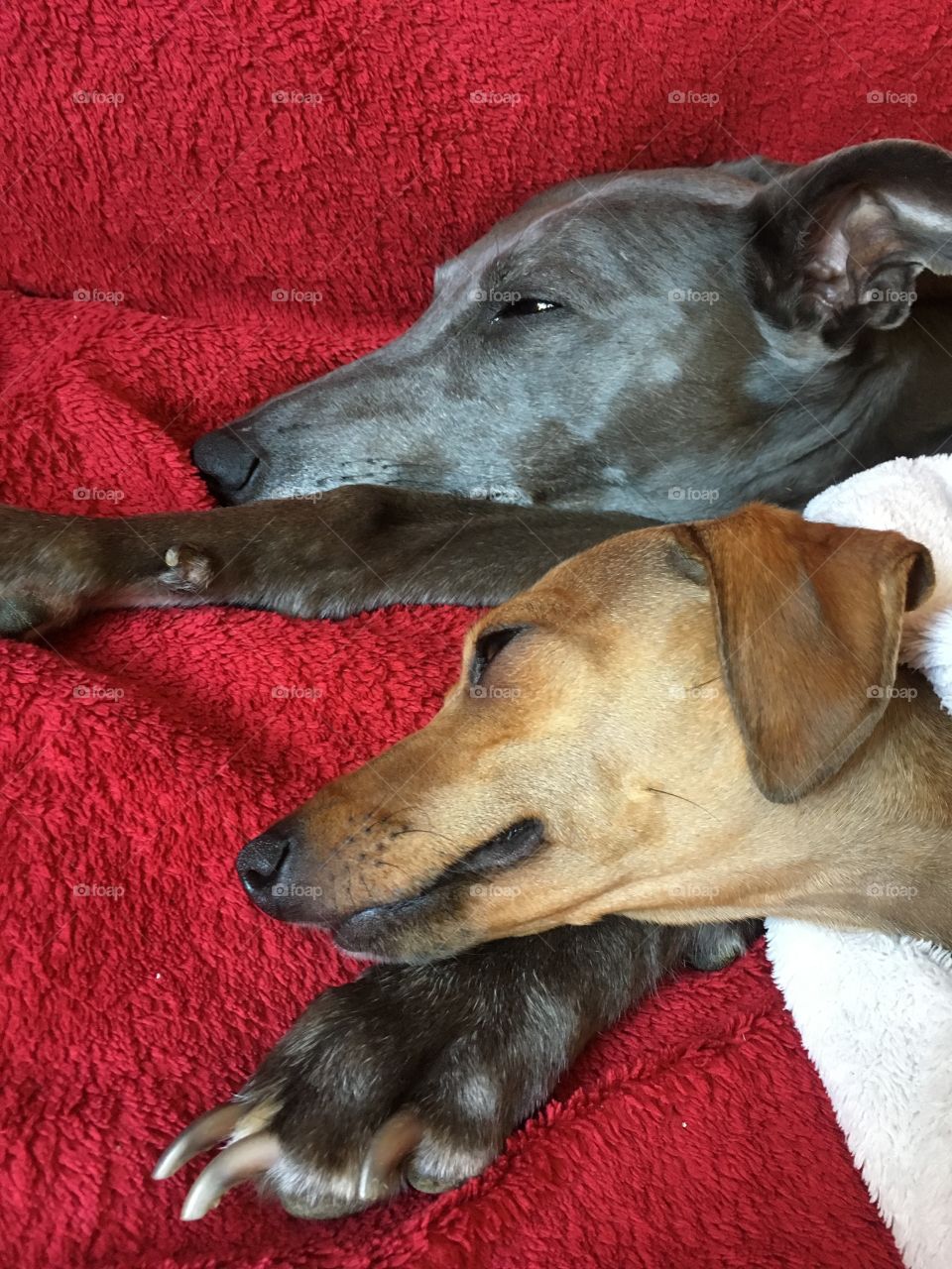 Amber the Italian greyhound puppy and Libby the blue whippet snuggled up laid on the sofa