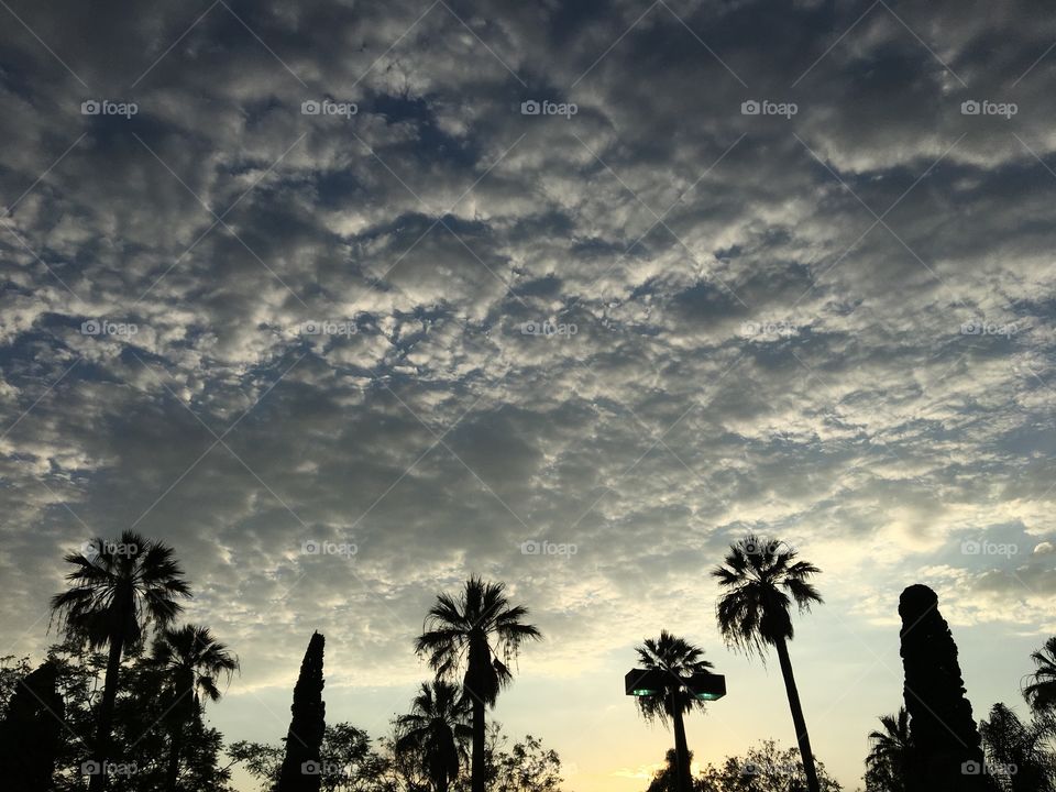 Palm trees are silhouetted against a cloudy twilight sky in Pasadena, California