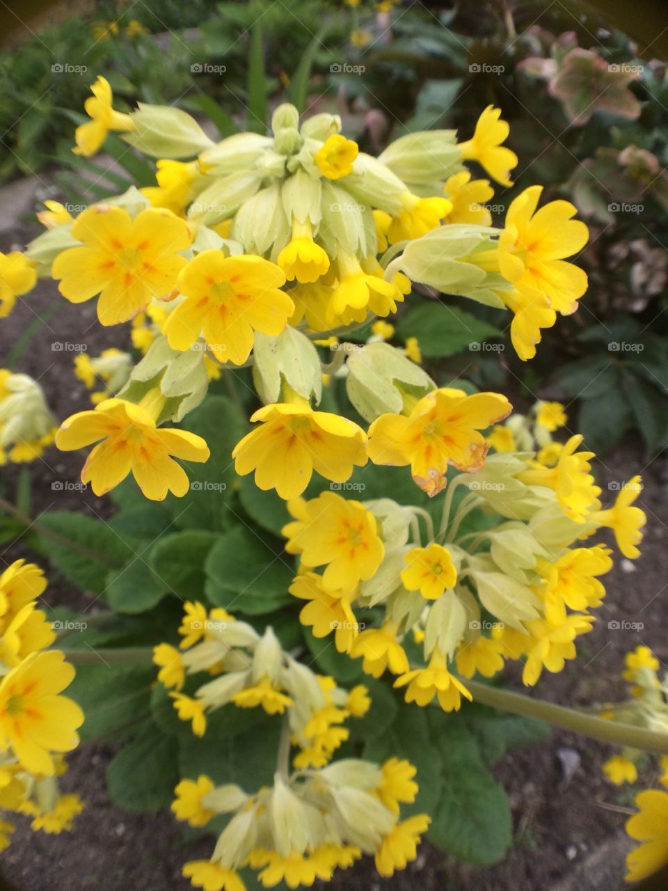 Ute i backarna stå. Gullviva