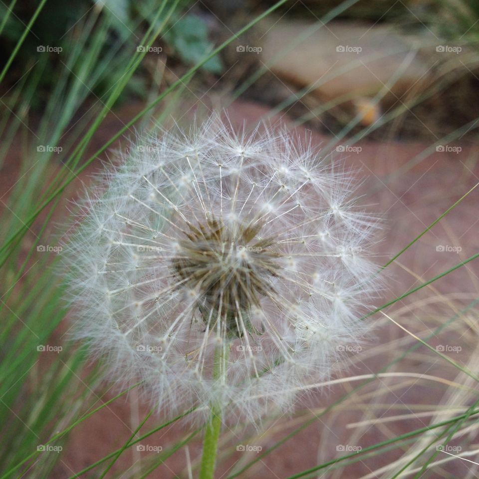 dandelion