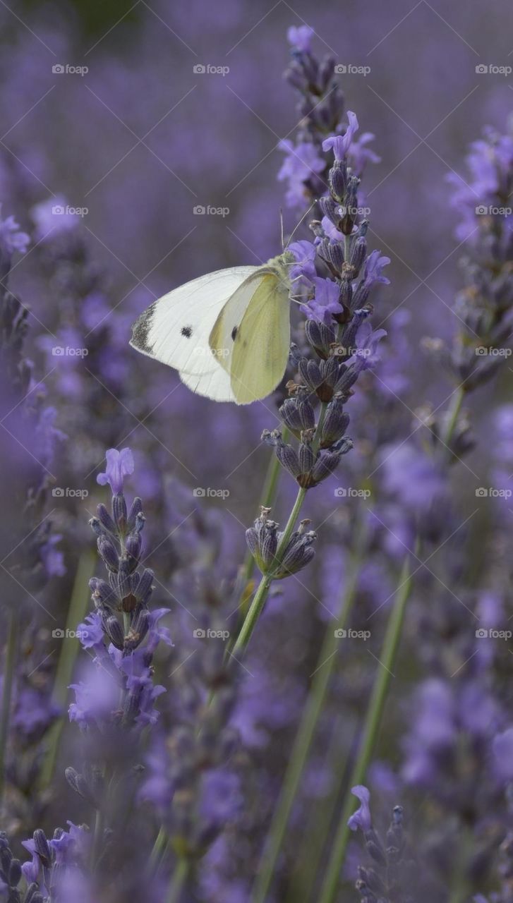 The smell of spring, in the lavender fields .
