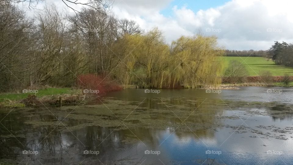 Pond in the countryside showing fields, trees, weeping willow tree, sky and reflections