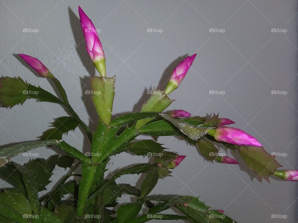 Christmas cactus