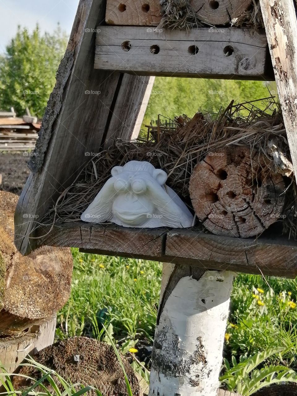 Curious monkey  Любопытная обезьянка