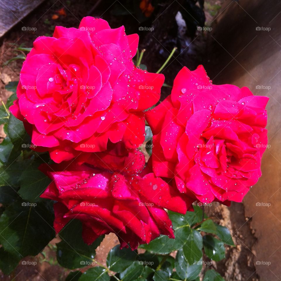 Three red roses. Three red roses with water drops just after the rain