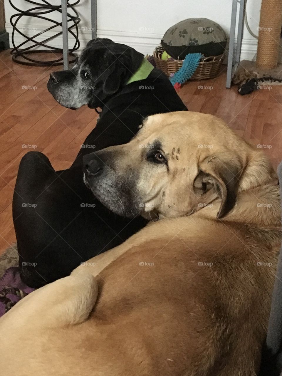 Did someone wake us up to eat? Man we sure do love to eat, how about some treats!