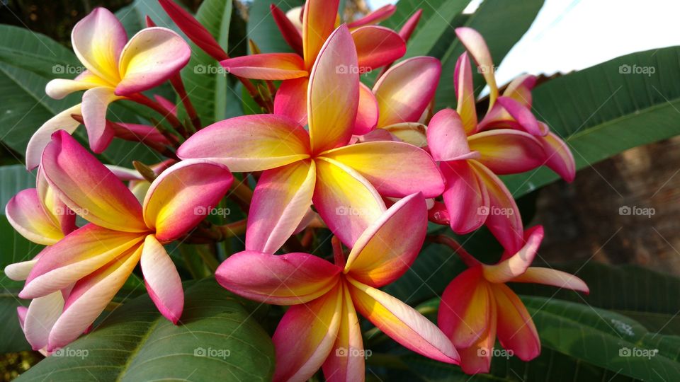 Blossom of frangipani flower