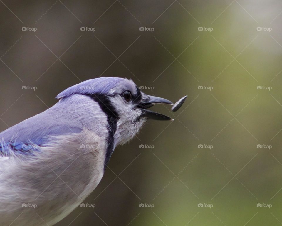 A Lucky Blue’s Catch