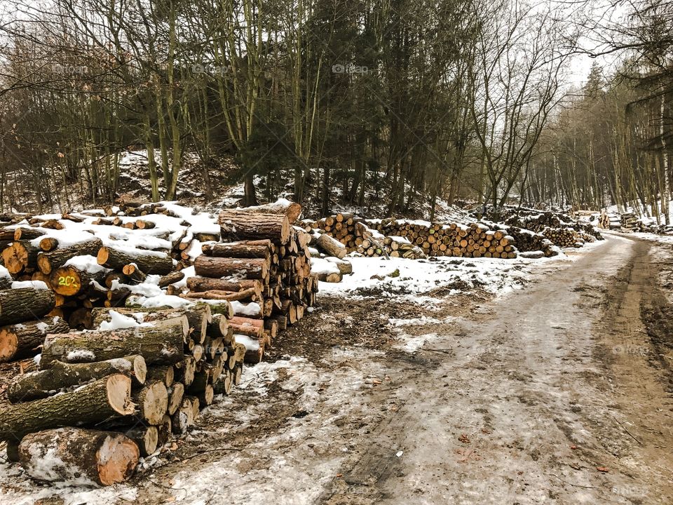 Winter, Tree, Wood, Nature, Environment