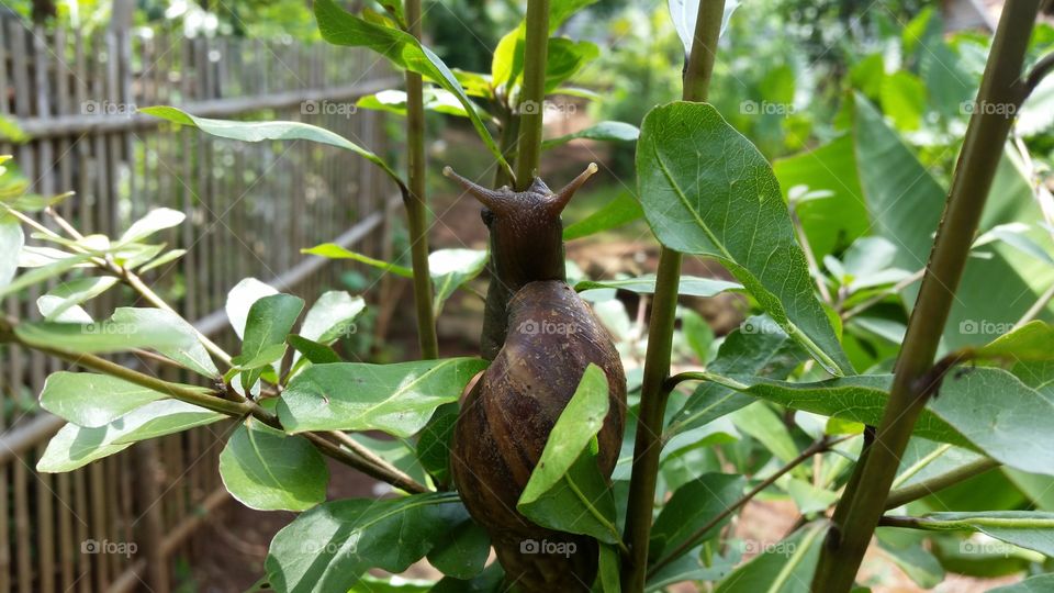 snail photo attached to the tree