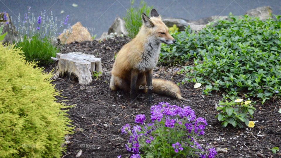 Fox in a garden