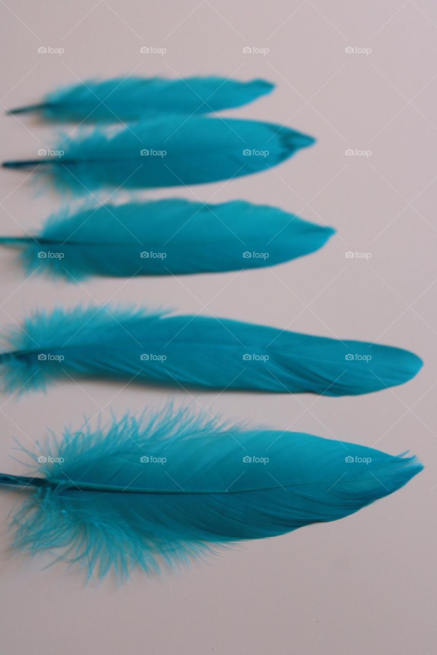 Multiverse of blue feathers  💙💙💙💙💙