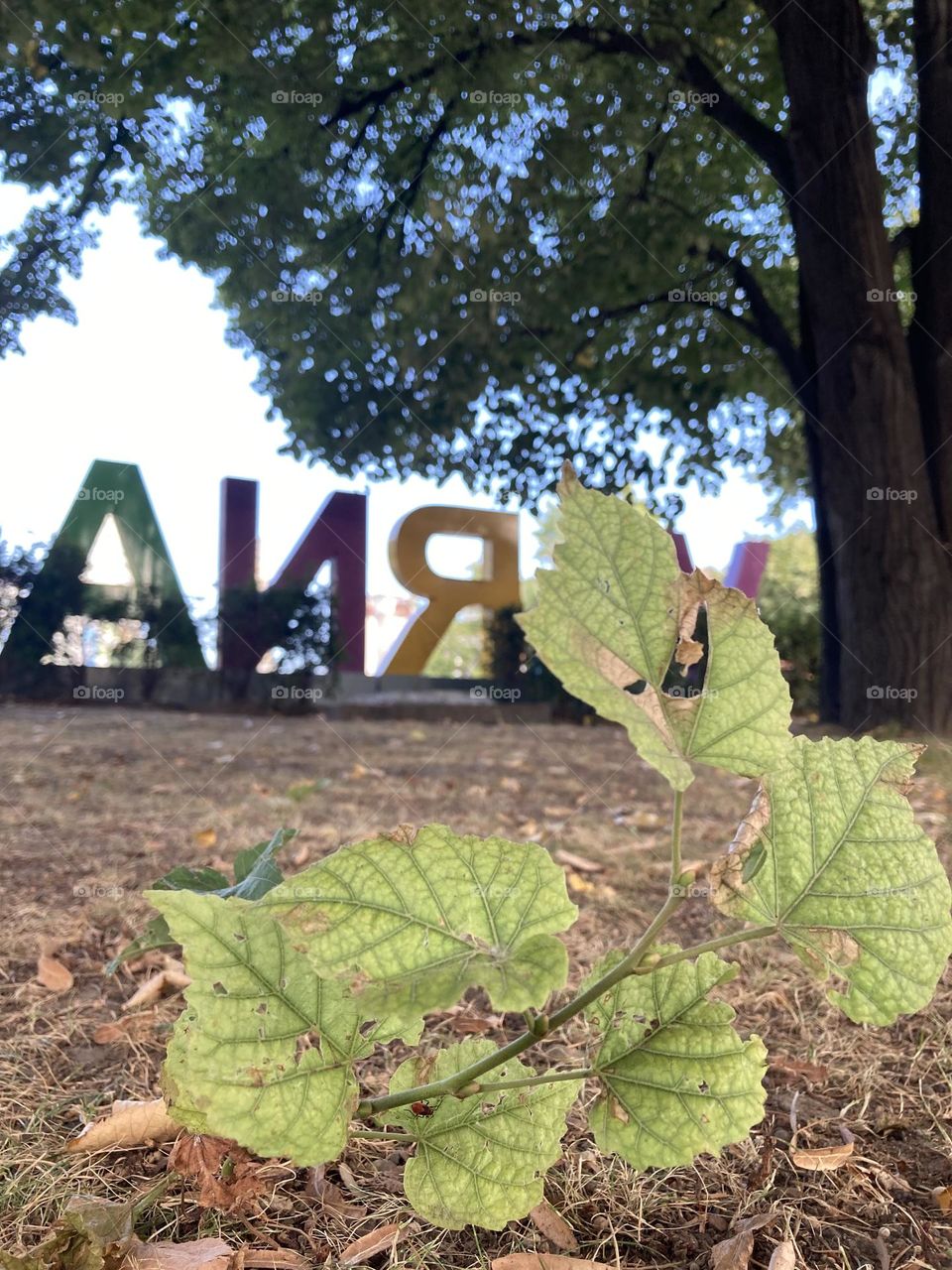 Leaves on the ground