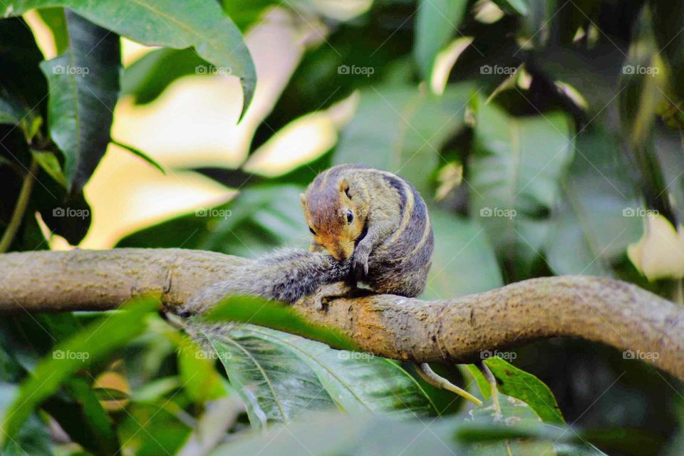 natures beautiful creation a lovely squirrel shot from my house