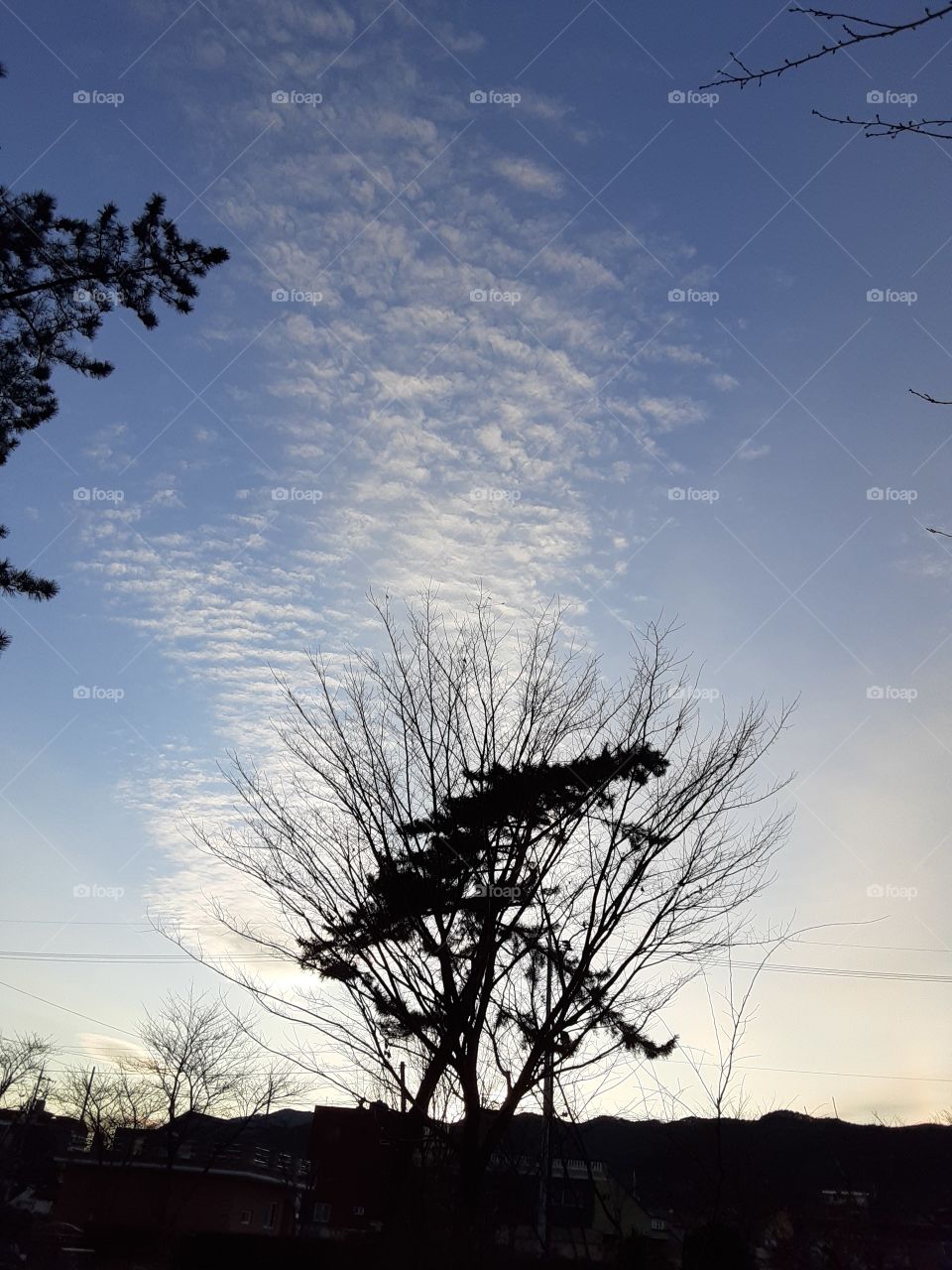 a Tree that looks like dispersing because of the  clouds behind it. as I look at it. this words comes in my mind. the tree is like a Foap,that releasing energy that goes deep down in everyones mind,heart and soul and makes someone crazy of it.