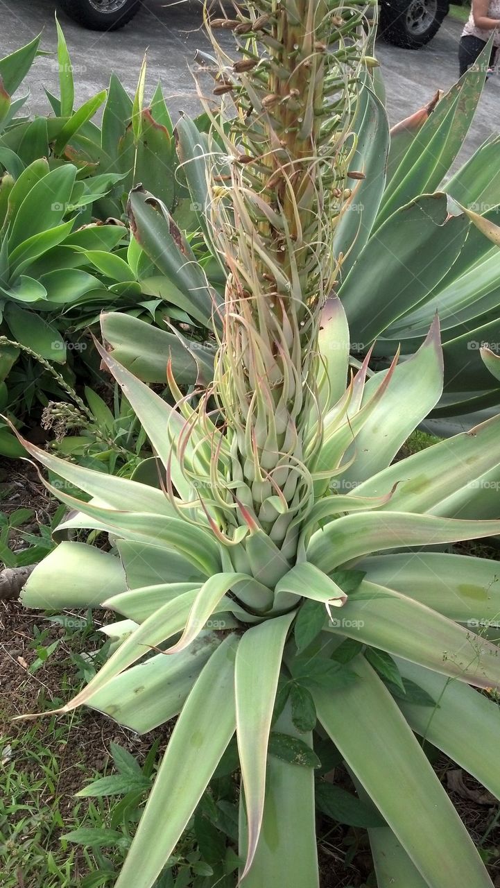 Hawaiian  plant