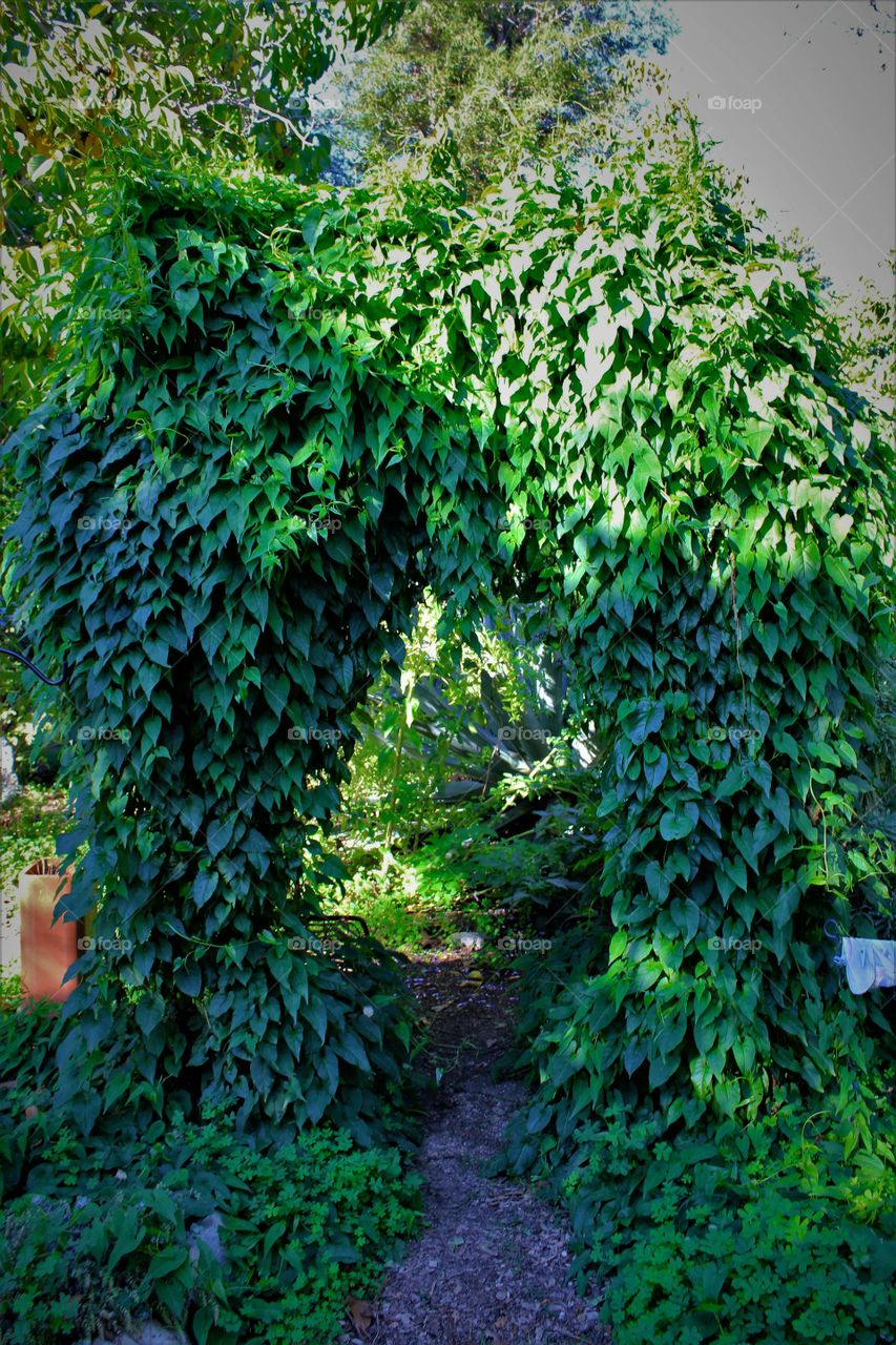 Tunnel of leaves