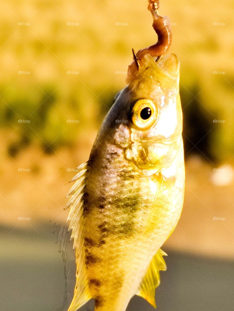 amazing Golden fish