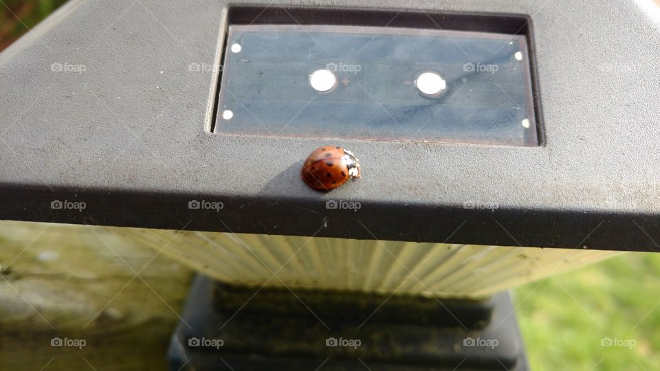 Ladybug in the sun