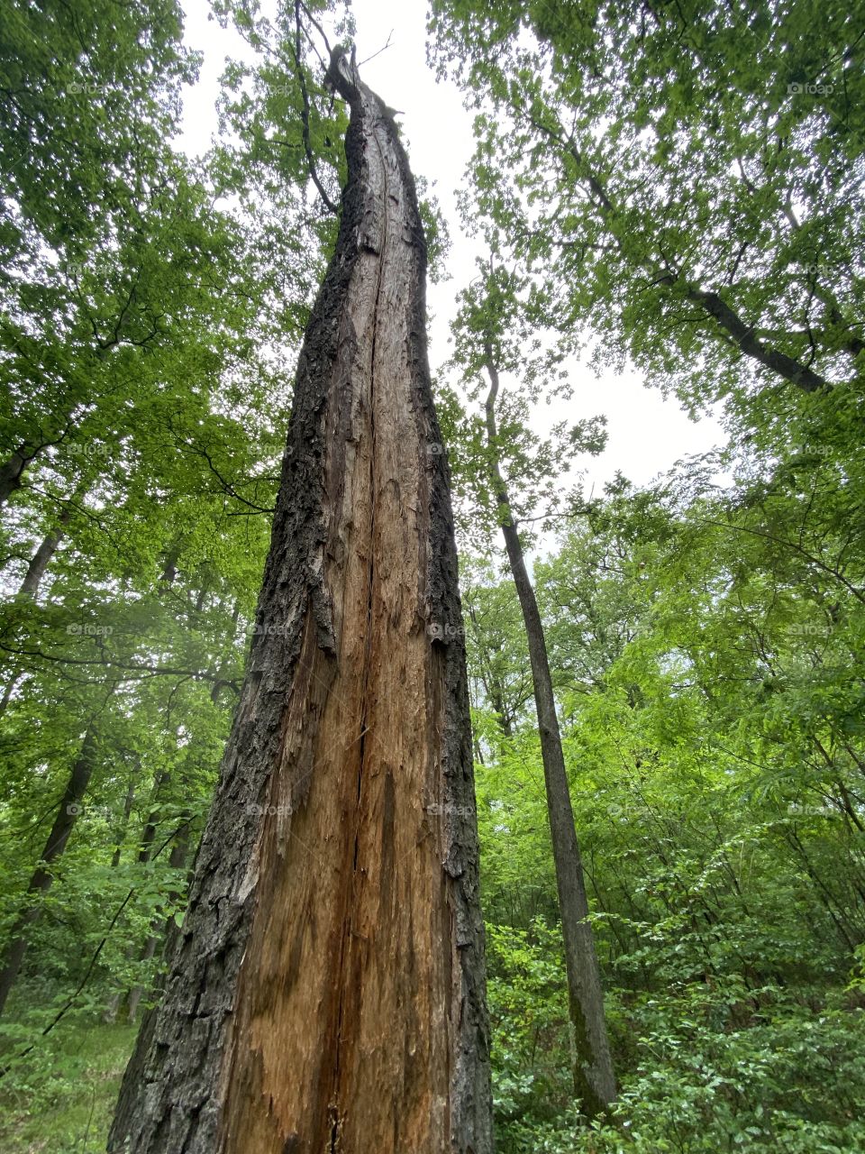 Lighting through the tree