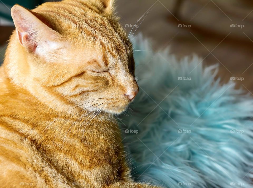 Orange cat & blue faux fur