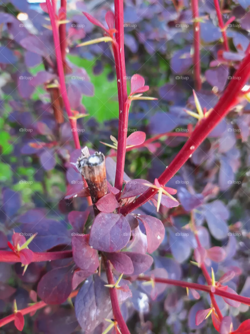fresh red shoots and green spikes of barberry