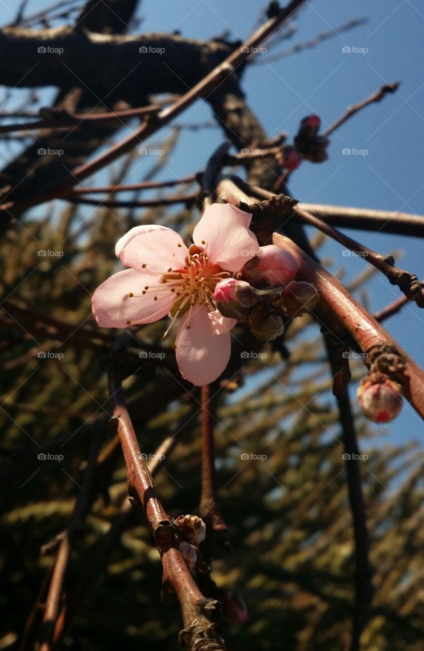 Peach Blossom I