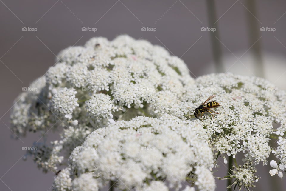 Wild flowers in bloom in summertime and a bee enjoying the smell on top on top of them