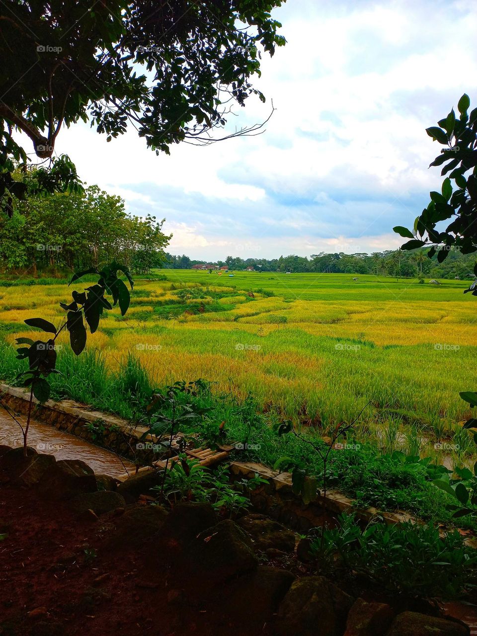 Beautiful evening view in the rice fields