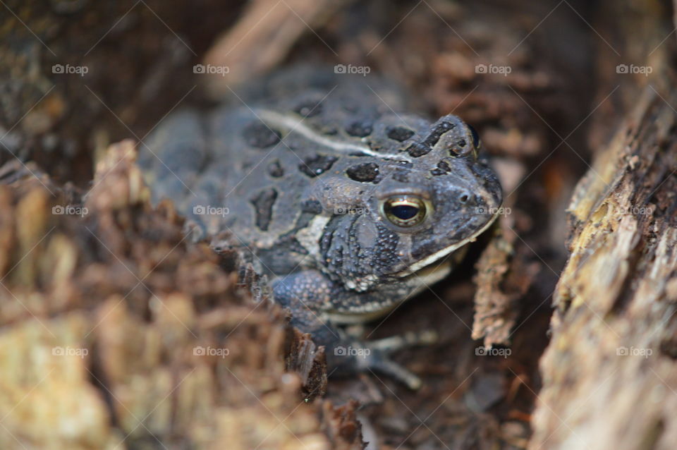 a toad found during a hike