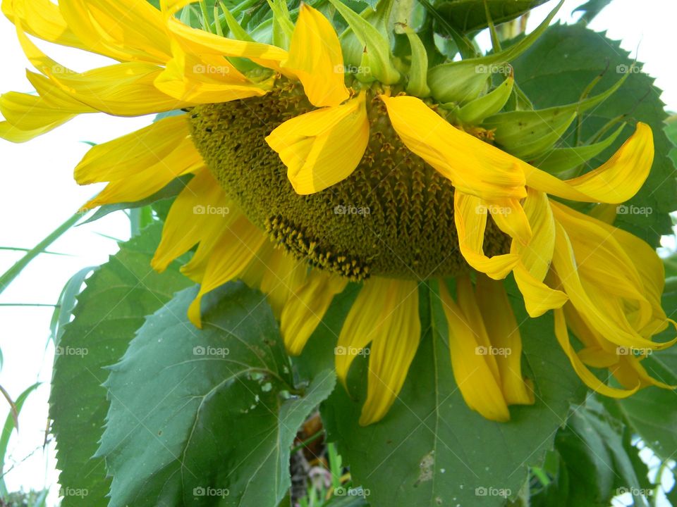 sunflower