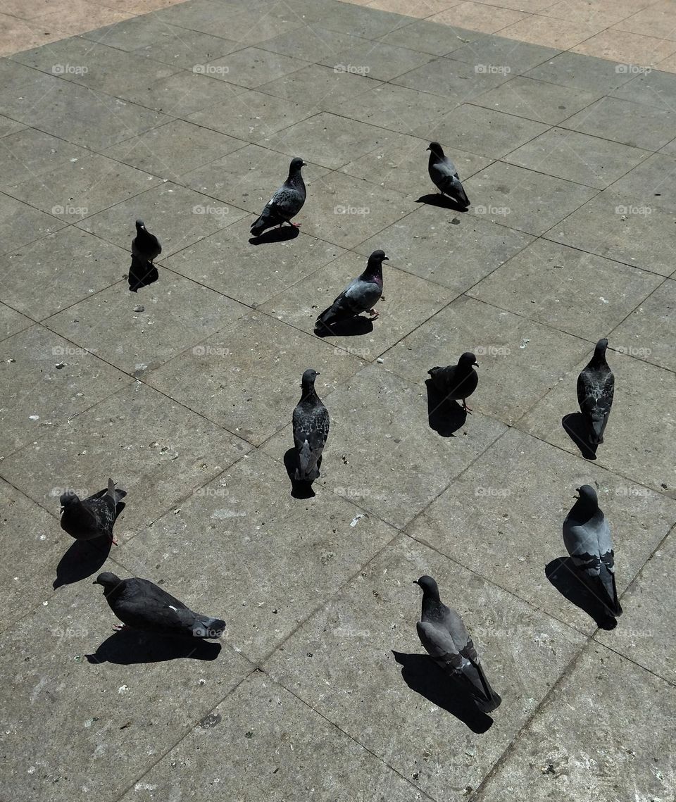 pigeons in the place