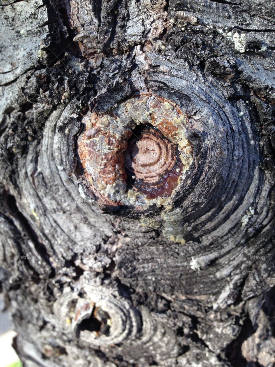 Tree bark