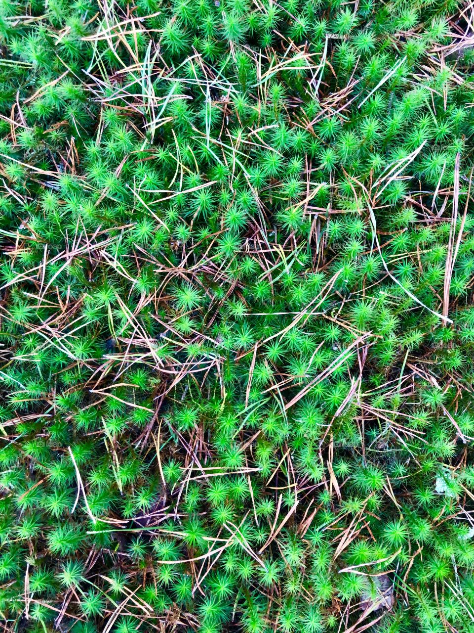 Overhead closeup of forest moss and pine needles 