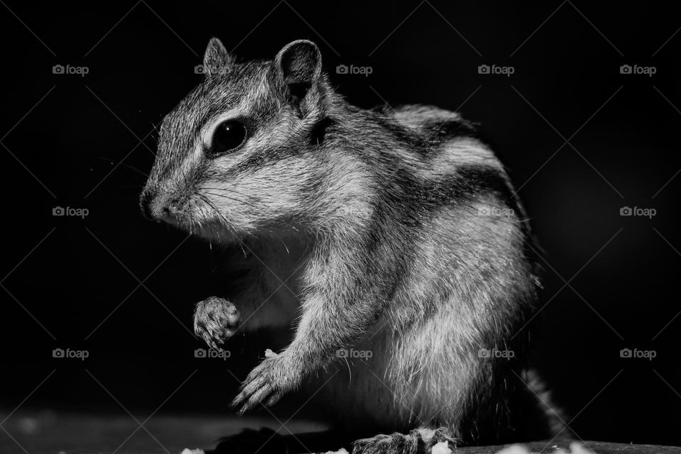 Chipmunk close up in black and white, fighting posture!