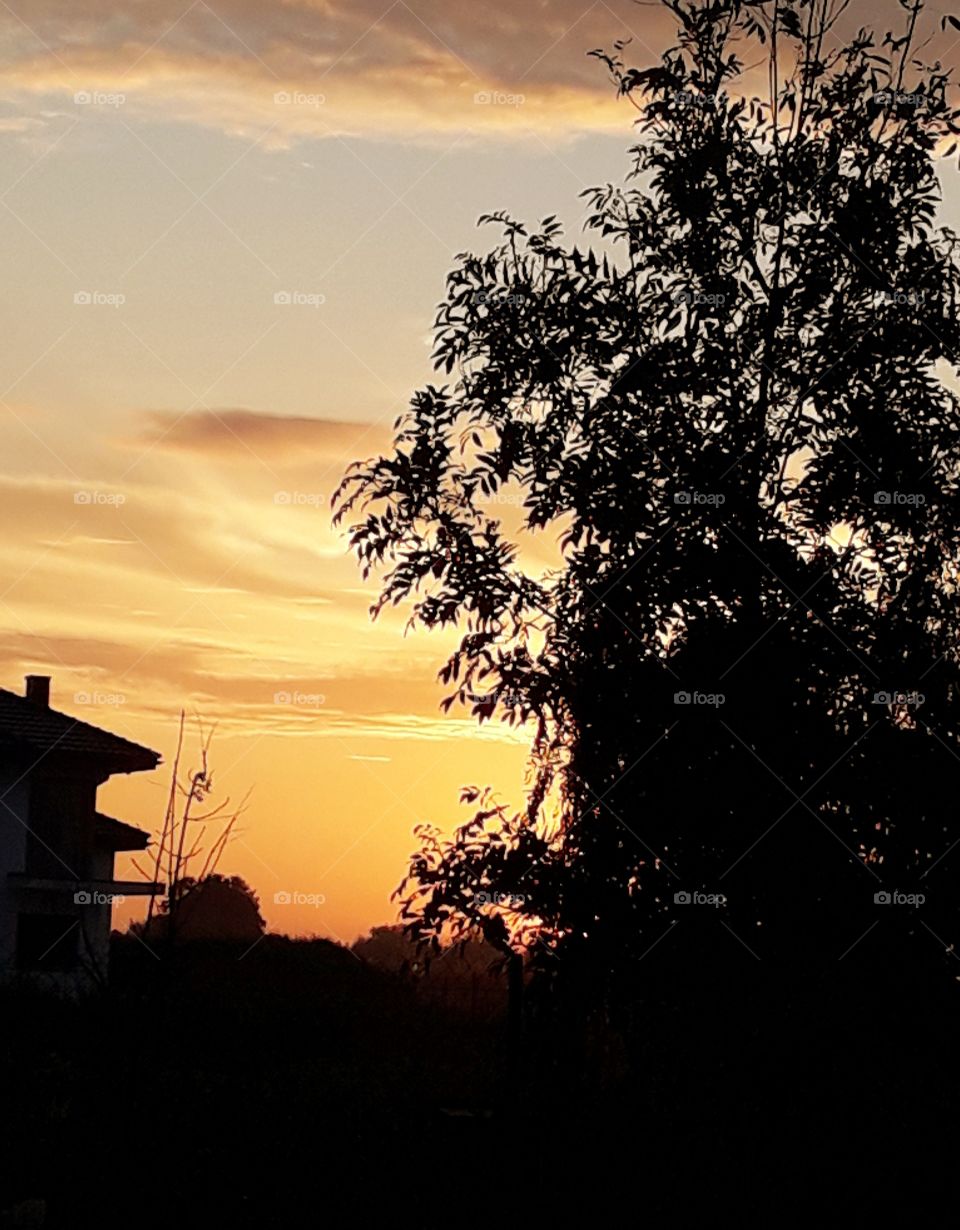 yellow sky and black silhouettes of trees and buildings  at sunrise