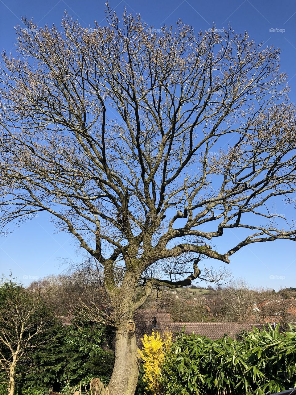 Tree on a sunny spring day 