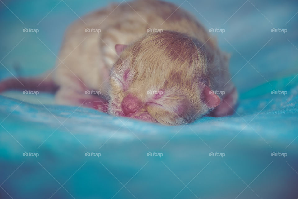 Newborn kitten